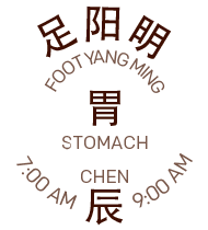 Stomach